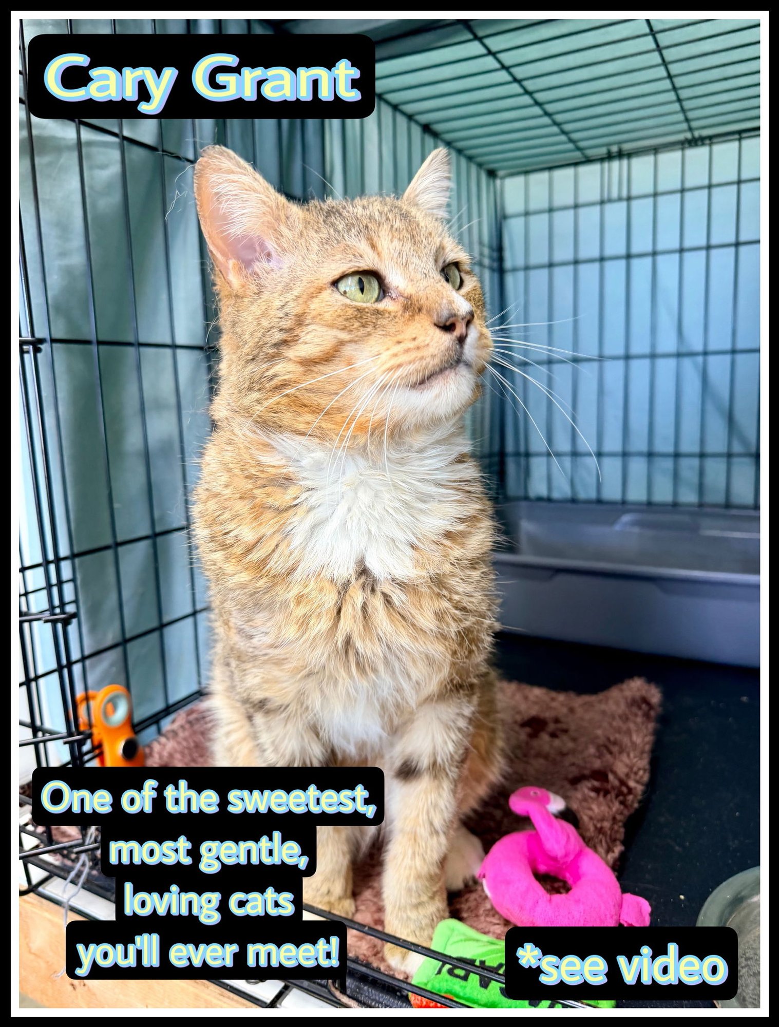 CARY GRANT (FCID# 01/23/26-109) WILLOW GROVE AREA - Domestic Short Hair / Tabby available for adoption