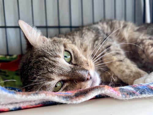 CARY GRANT (FCID# 01/23/26-109) WILLOW GROVE AREA - Domestic Short Hair / Tabby available for adoption