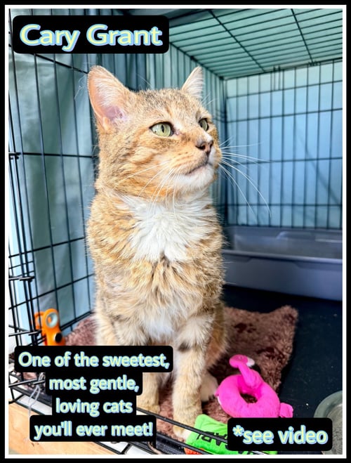 CARY GRANT (FCID# 01/23/26-109) WILLOW GROVE AREA - Domestic Short Hair / Tabby available for adoption