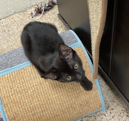 ONYX #1 (FCID# 07/20/2026 - 57 WEST CHESTER PS) - Domestic Short Hair available for adoption