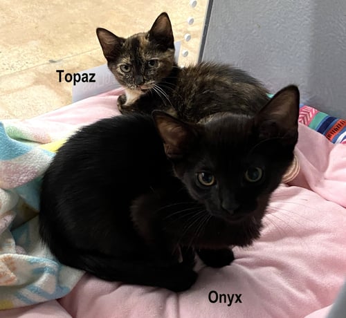 ONYX #1 (FCID# 07/20/2026 - 57 WEST CHESTER PS) - Domestic Short Hair available for adoption