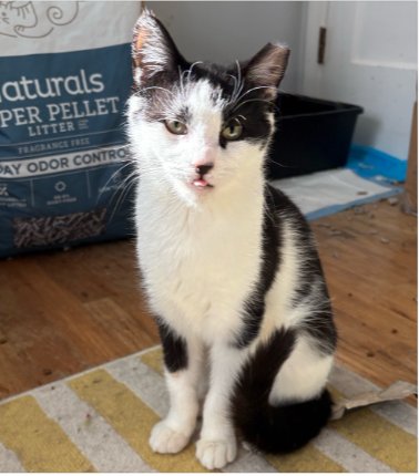 FINCH (FCID# 12/29/2025 - 35 BRANDYWINE PS) C - Domestic Short Hair available for adoption