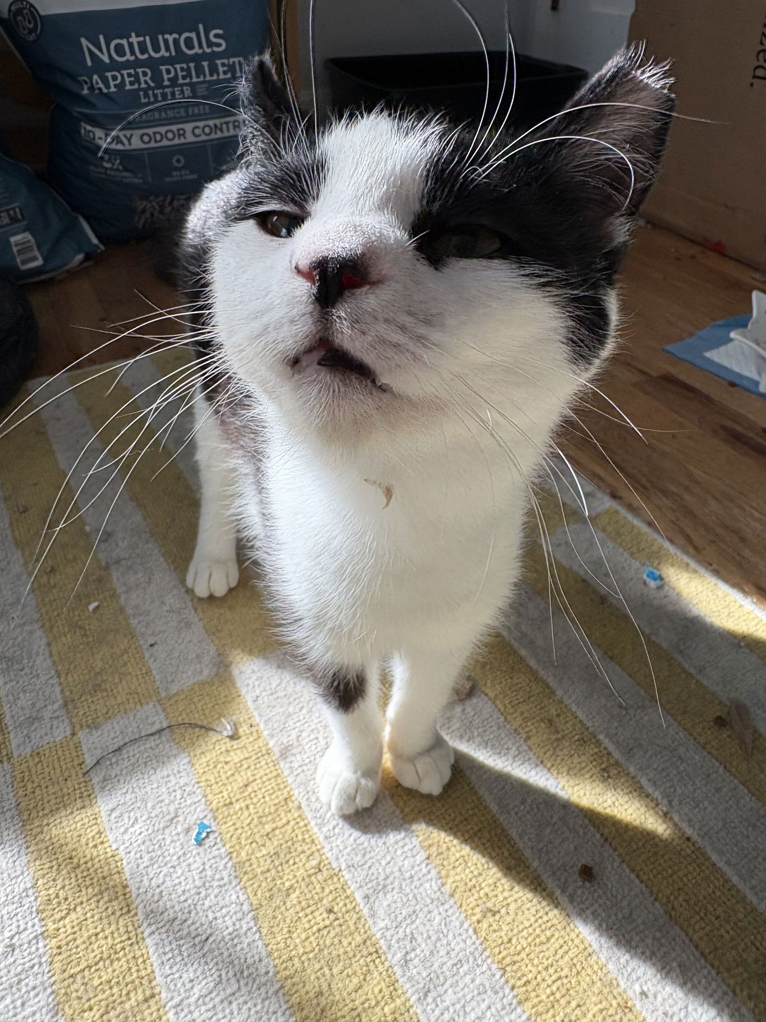 FINCH (FCID# 12/29/2025 - 35 BRANDYWINE PS) C - Domestic Short Hair available for adoption