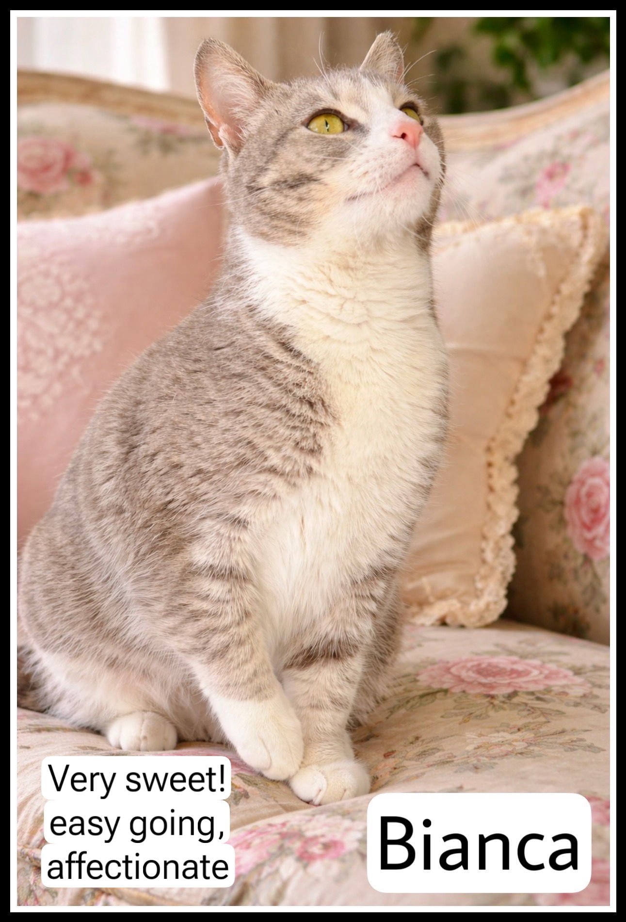 BIANCA (FCID# 02/27/2026 - 135) WILLOW GROVE PS - Domestic Short Hair available for adoption