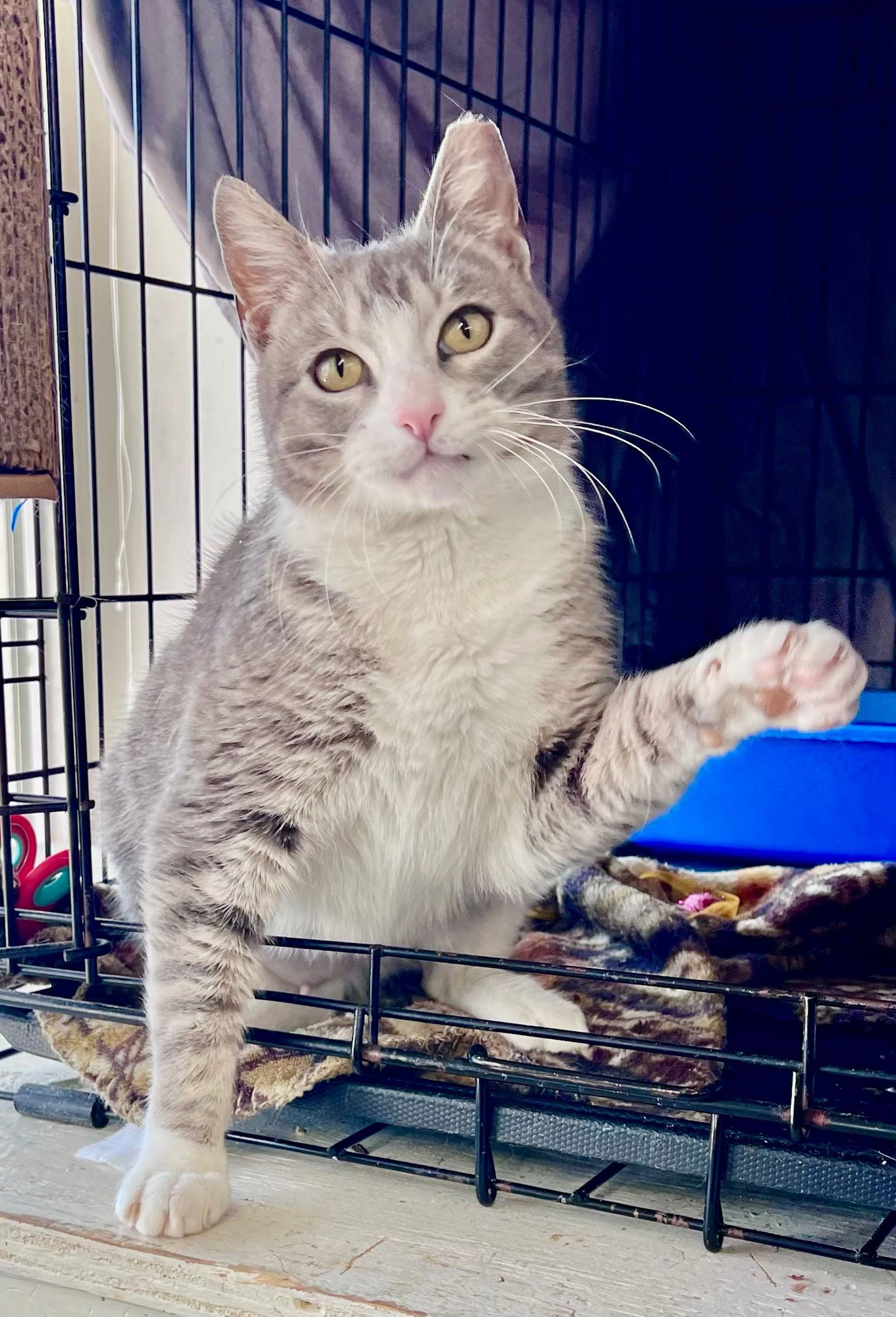 BIANCA (FCID# 02/27/2026 - 135) WILLOW GROVE PS - Domestic Short Hair available for adoption