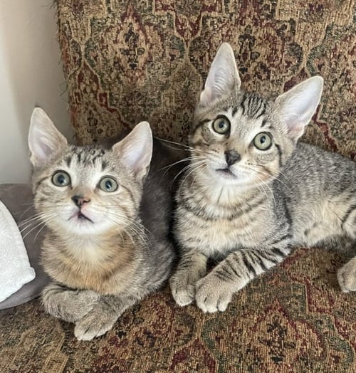 DONNY (FCID# 07/27/2026 - 83 BROOKHAVEN PS) C - Tabby available for adoption