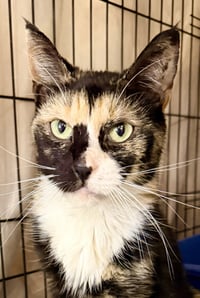 Prudence (FCID# 03/27/2026 - 105) Willow Grove - Photo 2