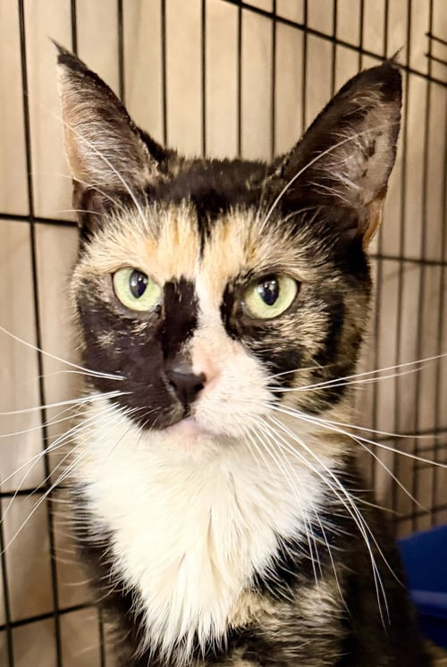 PRUDENCE (FCID# 03/27/2026 - 105) WILLOW GROVE - Calico available for adoption
