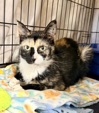 Prudence (FCID# 03/27/2026 - 105) Willow Grove - Photo 3