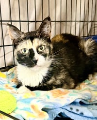 Prudence (FCID# 03/27/2026 - 105) Willow Grove - Photo 4