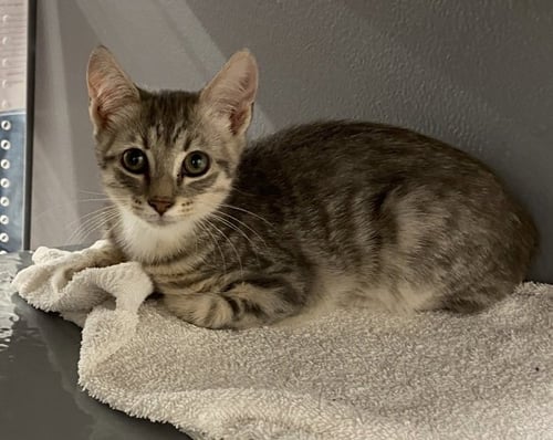 FLAG (FCID# 7/30/2026 - 47 WEST CHESTER PS) KDC - Tabby available for adoption