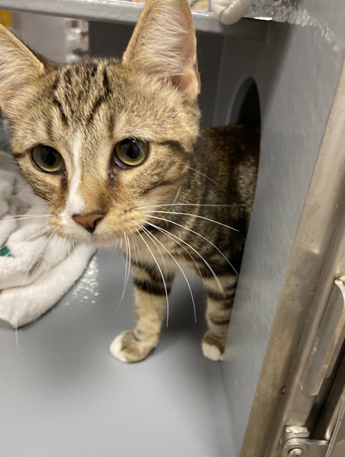 FLAG (FCID# 7/30/2026 - 47 WEST CHESTER PS) KDC - Tabby available for adoption
