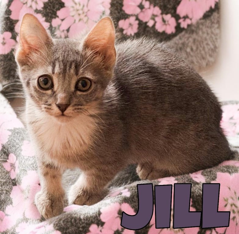 Jill, Willow Grove Area, (FCID 06/24/2026-132) Image