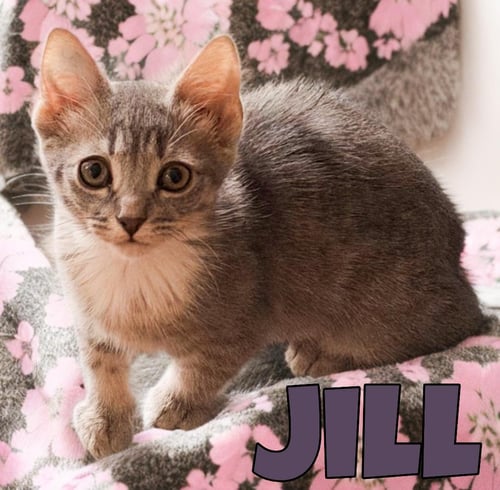 JILL, WILLOW GROVE AREA, (FCID 06/24/2026-132) - Domestic Short Hair available for adoption