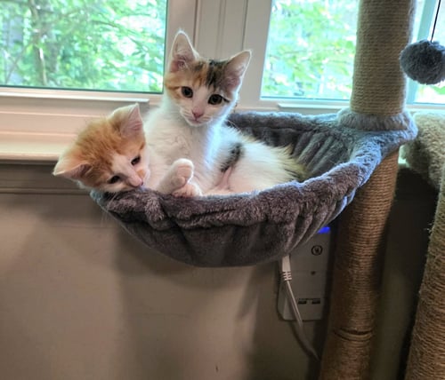 MIKASA (FCID# 06/16/2026 - 39 GLEN MILLS PS) - Calico / Tabby available for adoption