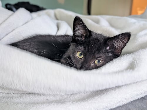 CHRISSY, WILLOW GROVE AREA, (FCID 6/17/2026-153) - Domestic Short Hair available for adoption