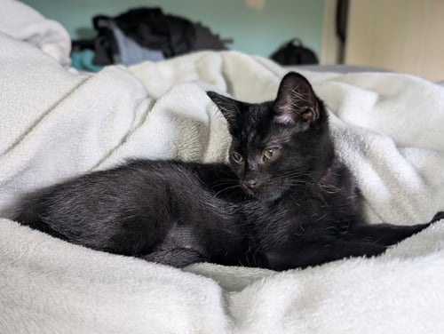 CHRISSY, WILLOW GROVE AREA, (FCID 6/17/26-153) KDC - Domestic Short Hair available for adoption