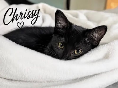 CHRISSY, WILLOW GROVE AREA, (FCID 6/17/26-153) KDC - Domestic Short Hair available for adoption