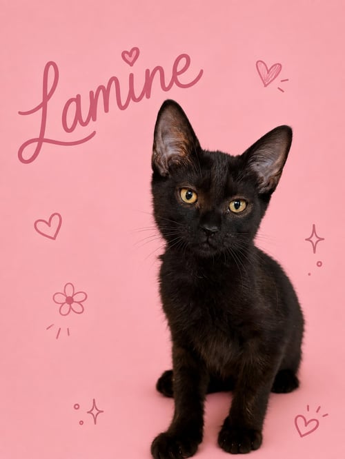 LAMINE (FCID# 07/16/2026 - 33 MIDDLETOWN EVENT) C - Domestic Short Hair available for adoption