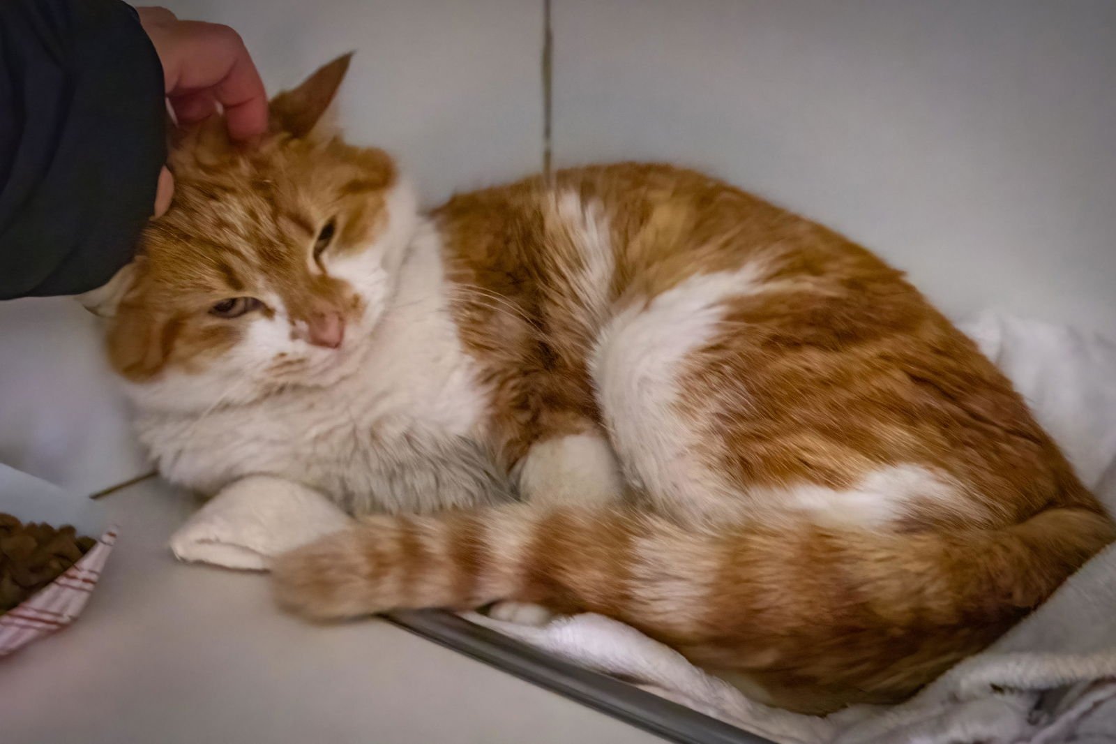 CHUBBS (FCID# 03/02/2026 - 32 BROOKHAVEN PS) - Tabby available for adoption