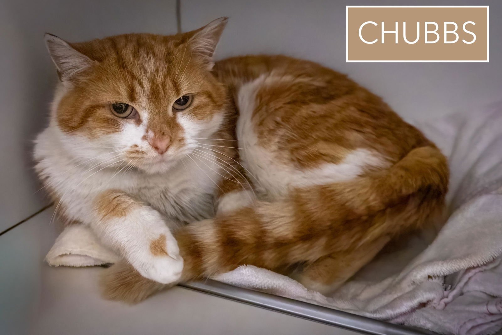 Chubbs (FCID# 03/02/2026 - 32 Brookhaven PS) - Photo 3