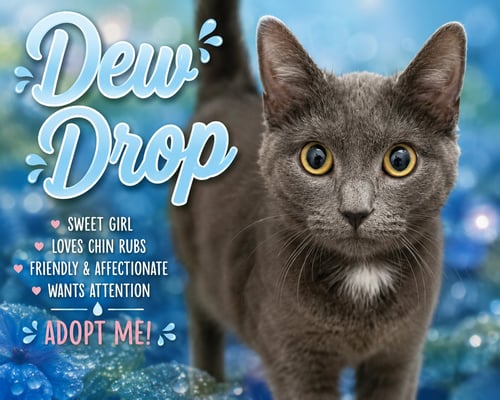 DEW DROP (FCID# 05/13/2026 - 2 TRAINER) - Domestic Short Hair available for adoption