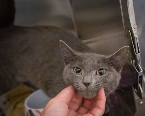 DEW DROP (FCID# 05/13/2026 - 2 TRAINER) - Domestic Short Hair available for adoption