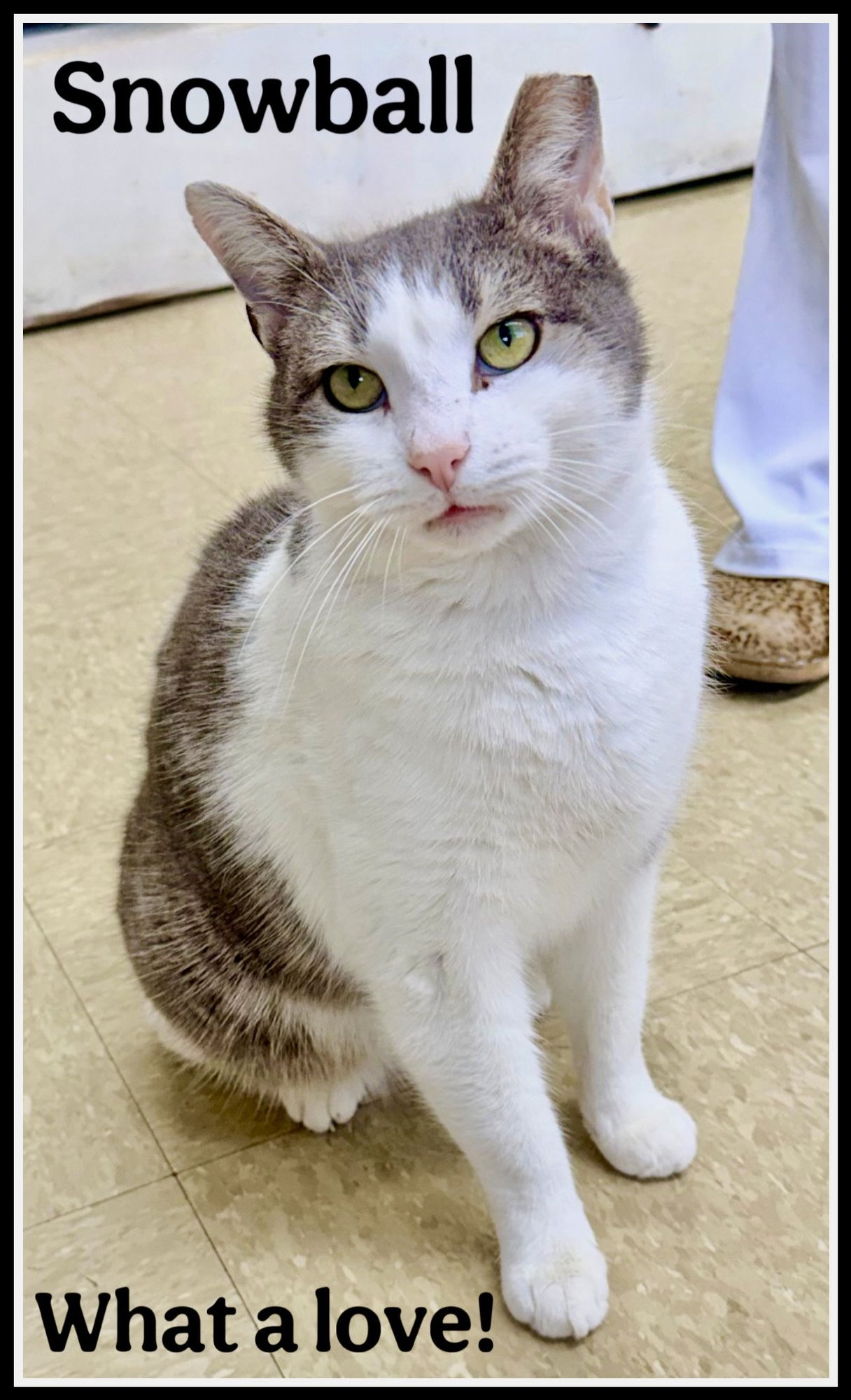 SNOWBALL (FCID 12/29/25-408) WILLOW GROVE PA - Domestic Short Hair available for adoption