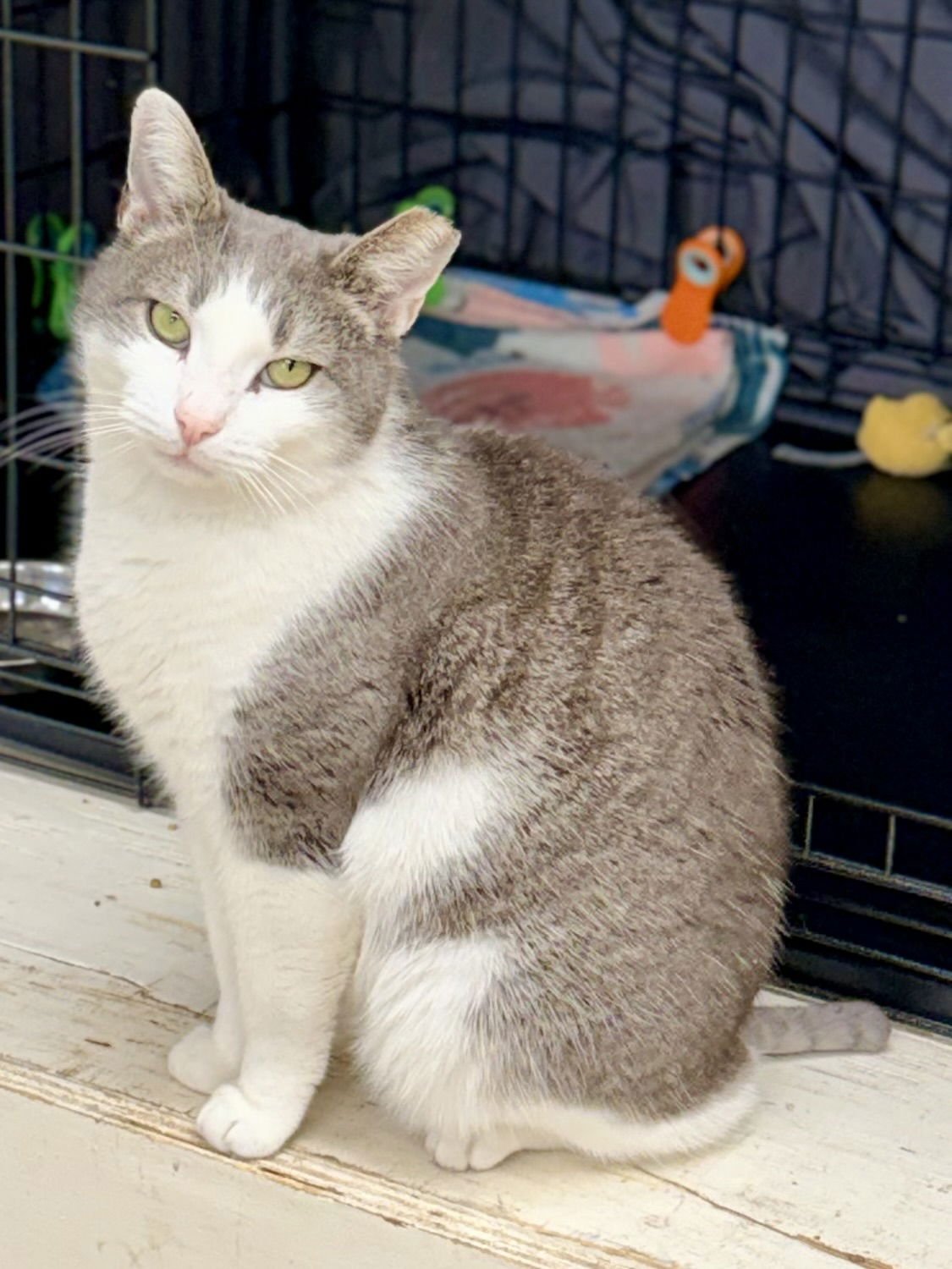 SNOWBALL (FCID 12/29/25-408) WILLOW GROVE PA - Domestic Short Hair available for adoption