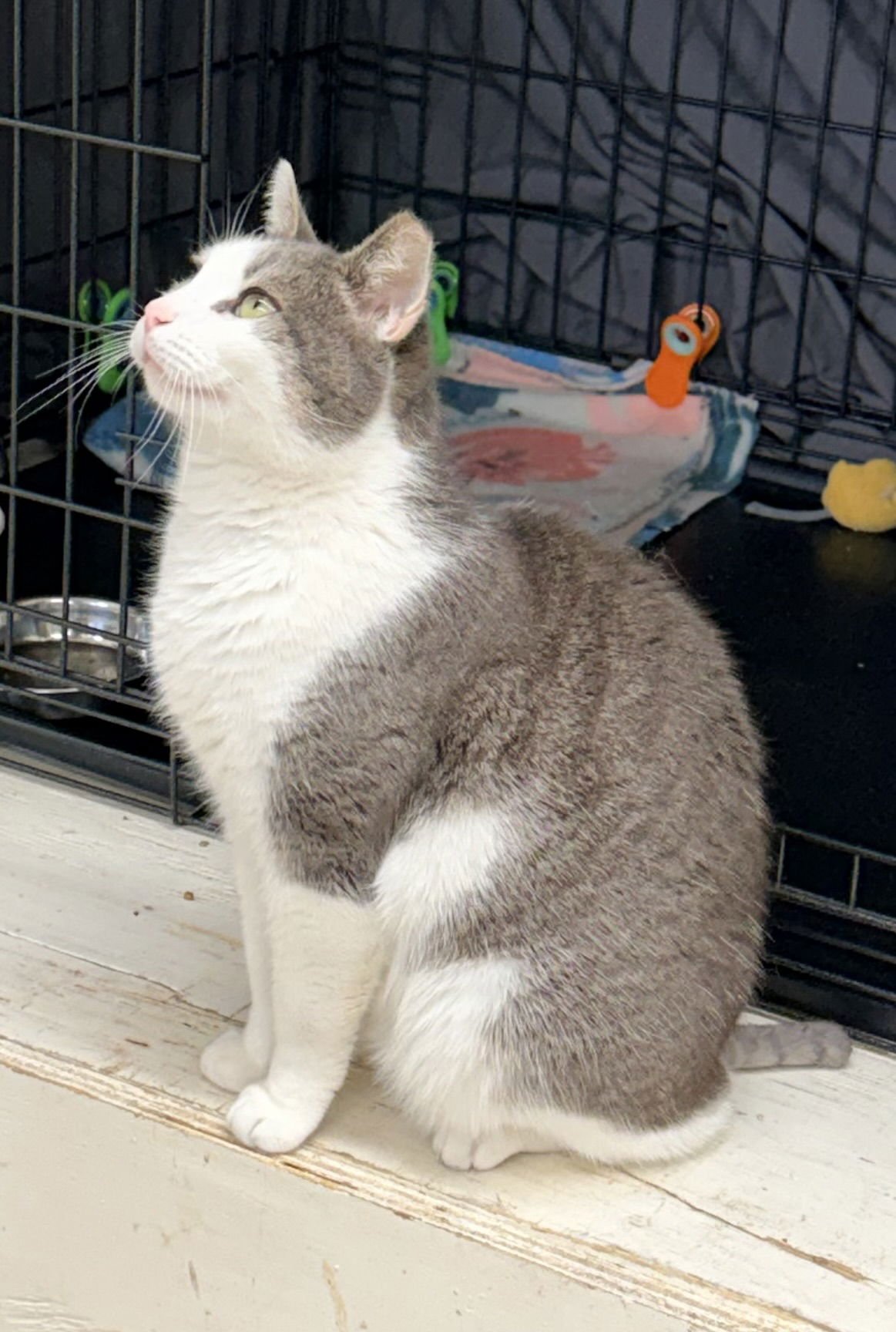 Snowball (FCID 12/29/25-408) Willow Grove PA - Photo 3