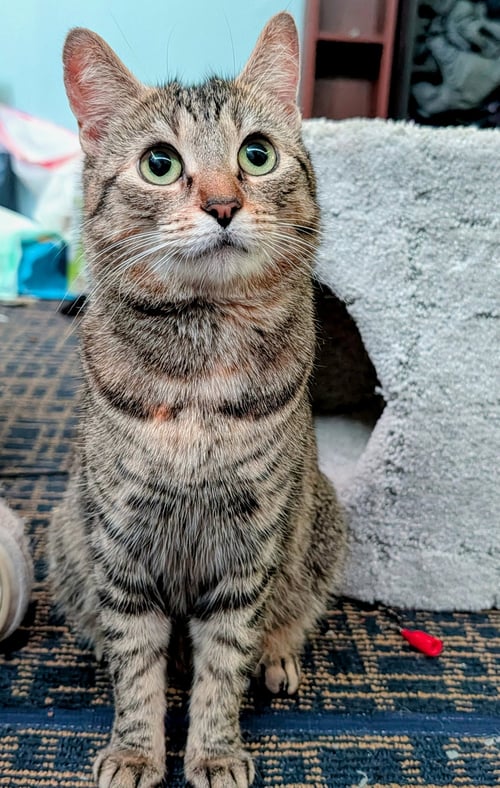 RANCH (FCID# 05/06/2026 - 1) C - Tabby available for adoption