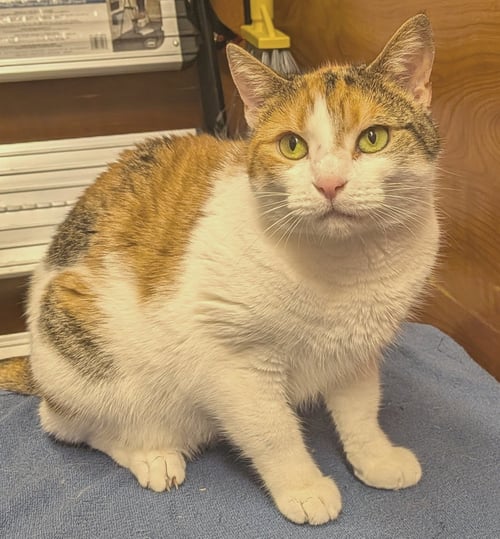 ARTEMISIA (FCID# 03/18/2026 - 37 MILLSBORO PS) C - Calico available for adoption