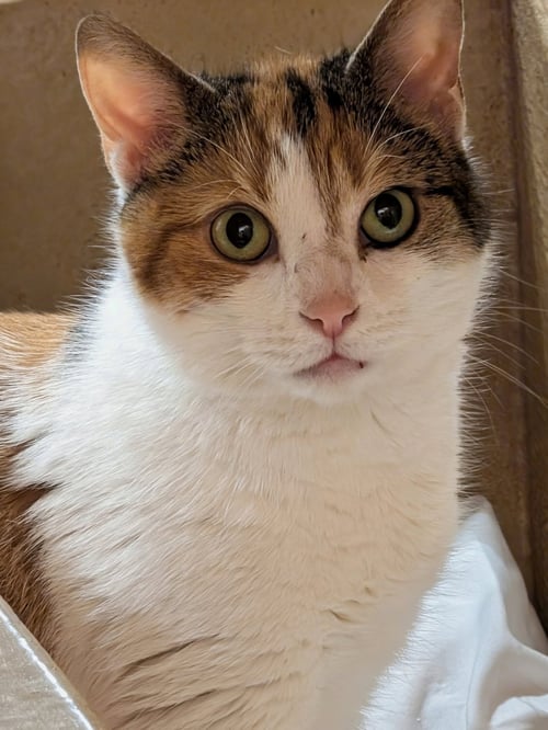ARTEMISIA (FCID# 03/18/2026 - 37 MILLSBORO PS) C - Calico available for adoption
