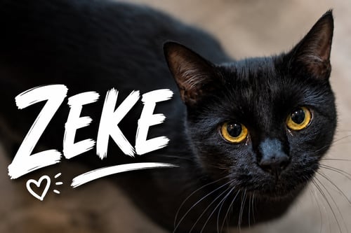 ZEKE (FCID# 06/01/2023 - 34 TRAINER) C - Domestic Short Hair available for adoption