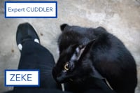 Zeke (FCID# 06/01/2023 - 34 Trainer) C - Photo 2