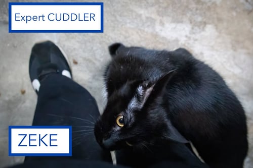 ZEKE (FCID# 06/01/2023 - 34 TRAINER) C - Domestic Short Hair available for adoption