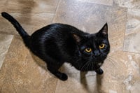 Zeke (FCID# 06/01/2023 - 34 Trainer) C - Photo 4