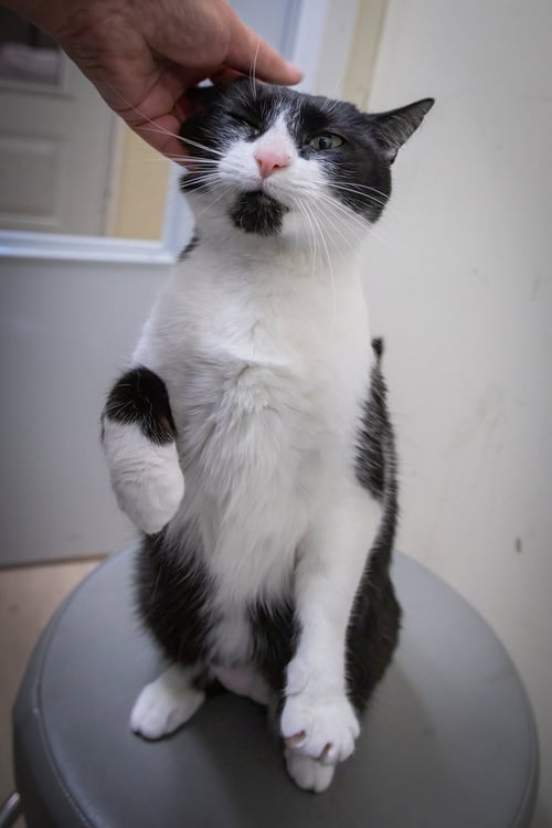 BONNIE (FCID# 04/16/2026 - 62 TRAINER) - Domestic Short Hair available for adoption