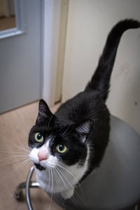 Bonnie (FCID# 04/16/2026 - 62 Trainer) - Photo 4