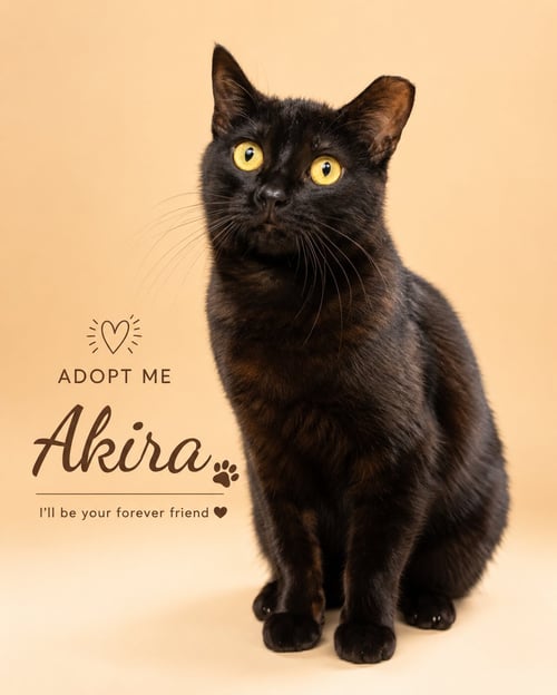 AKIRA: TAIL AMP (FCID# 04/13/2026 - 22 TRAINER) - Domestic Short Hair available for adoption