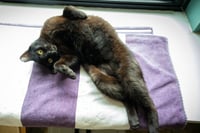 Akira: tail amp (FCID# 04/13/2026 - 22 Trainer) - Photo 2