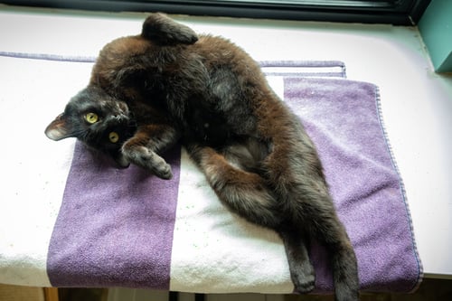AKIRA: TAIL AMP (FCID# 04/13/2026 - 22 TRAINER) - Domestic Short Hair available for adoption
