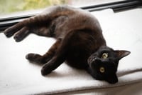 Akira: tail amp (FCID# 04/13/2026 - 22 Trainer) - Photo 3