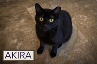 Akira: tail amp (FCID# 04/13/2026 - 22 Trainer) - Photo 4