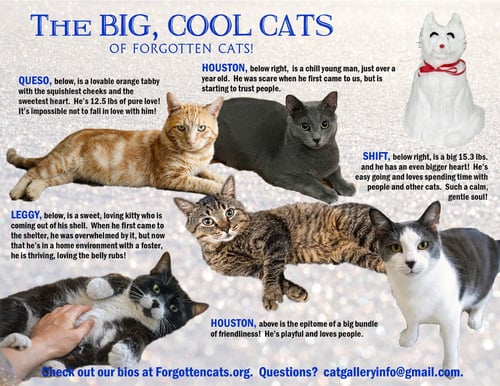 BIG CATS:  11+ POUNDS, PART 3 - Domestic Short Hair available for adoption