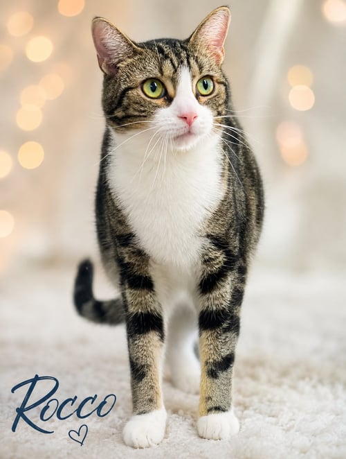 SANDY W/ROCCO (FCID 08/15/25-112 WILLOW GROVE PS) - Tabby available for adoption