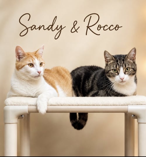 SANDY W/ROCCO (FCID 08/15/25-112 WILLOW GROVE PS) - Tabby available for adoption