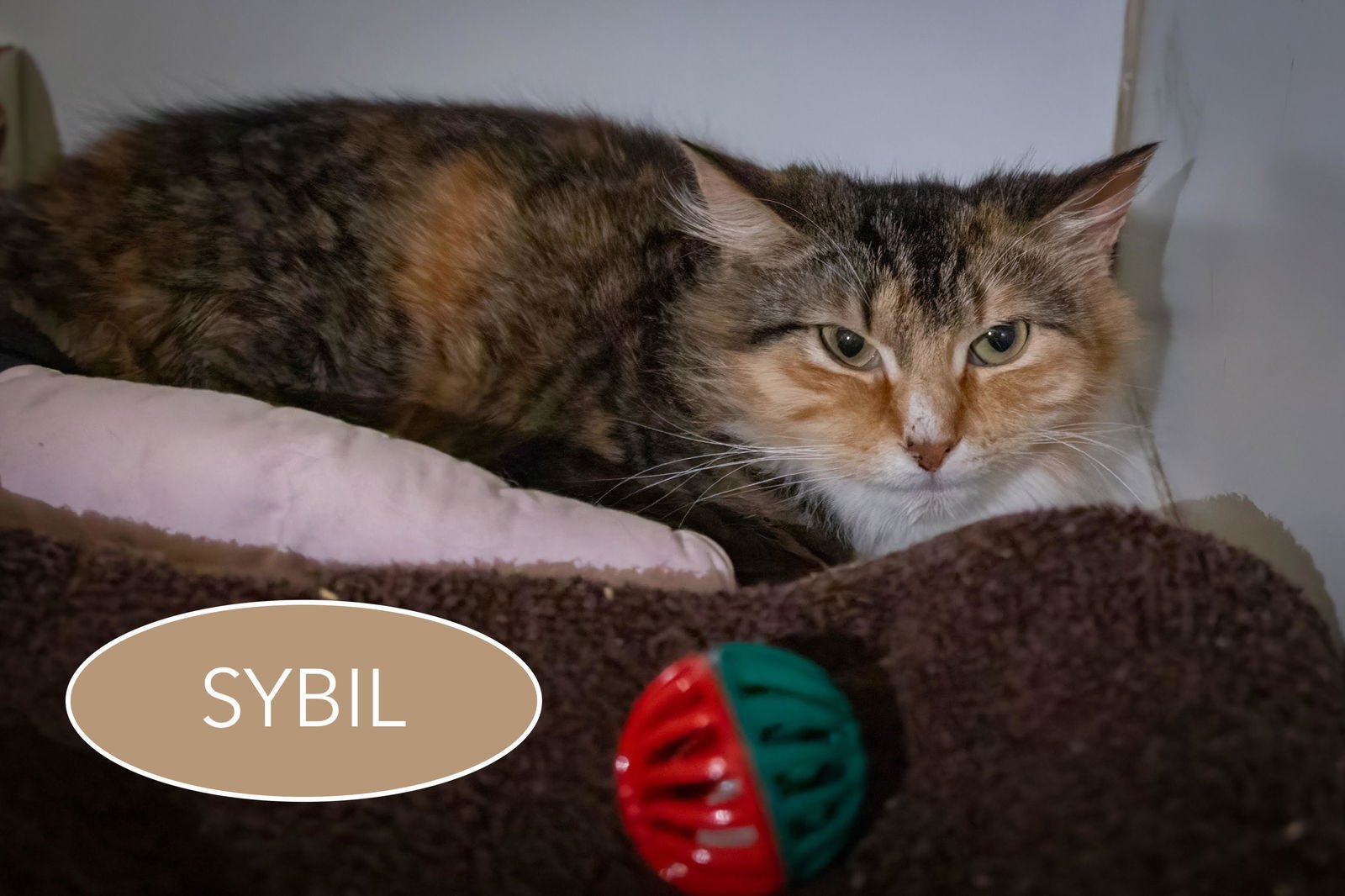 SYBIL:  DMH (FCID# 03/05/2026 - 58) - Domestic Medium Hair / Tabby available for adoption