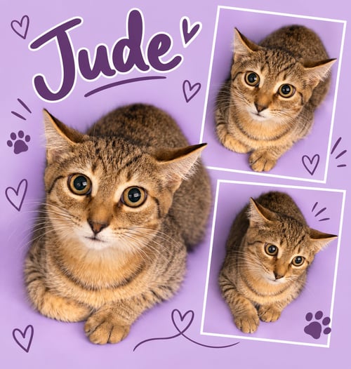 JUDE (FCID# 07/16/2026 - 35 MIDDLETOWN PS) - Tabby for adoption in Dover