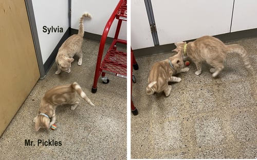 MR. PICKLES (FCID# 07/02/2026 - 62 WEST CHESTER PS - Tabby available for adoption